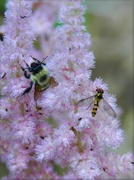 21st Jul 2013 - Bee In The Astilbe