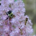 Bee In The Astilbe by paintdipper