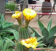 21st Jul 2013 - Cactus Flowers