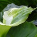 Chlorophyllic  by kiwinanna