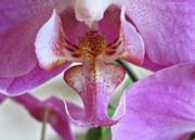 22nd Jul 2013 - orchid