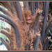 Dicksonia squarrosa by kiwiflora
