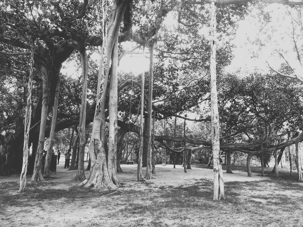 The Banyan Tree by amrita21