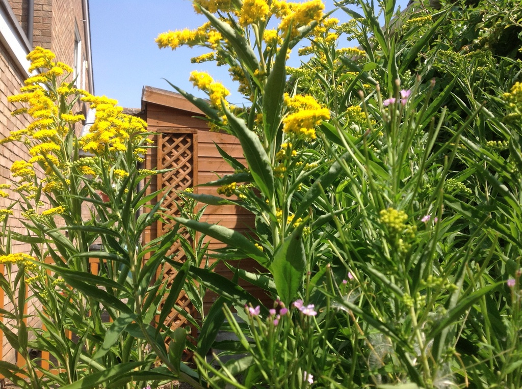 Golden rod  on the hottest day this year, 34C by foxes37