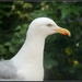 Herring Gull by rosiekind