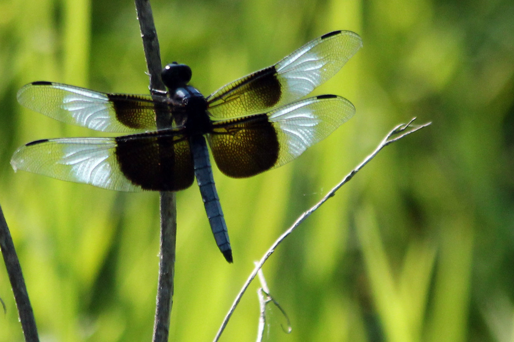 Short on Butterflies - Long on Dragonflies by milaniet