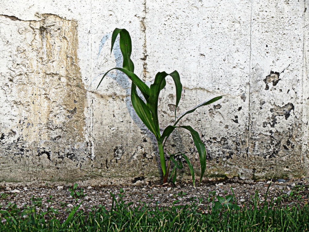 Hey There, Lonely Corn by juliedduncan
