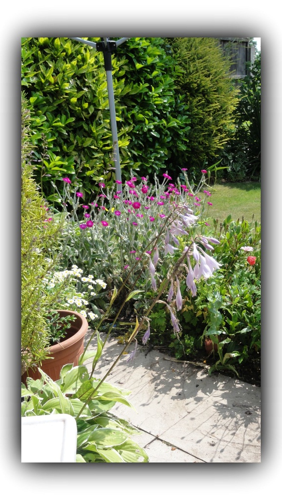 _A bit of garden time !! by beryl