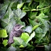 Catbird in the Ivy by calm