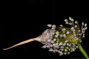 22nd Jul 2013 - Garlic Flower With Ring Flash