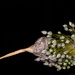 Garlic Flower With Ring Flash by jgpittenger