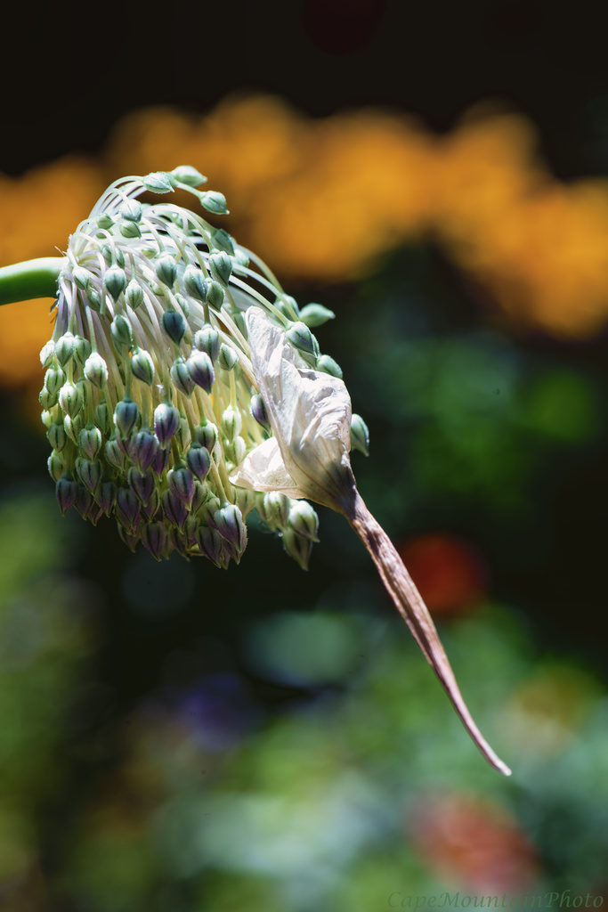 Garlic Flower Macro  by jgpittenger