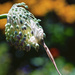 Garlic Flower Macro  by jgpittenger
