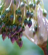 22nd Jul 2013 - Fairie Bells (1 of 1)