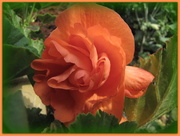 22nd Jul 2013 - Begonia