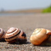 Three Snails by andycoleborn
