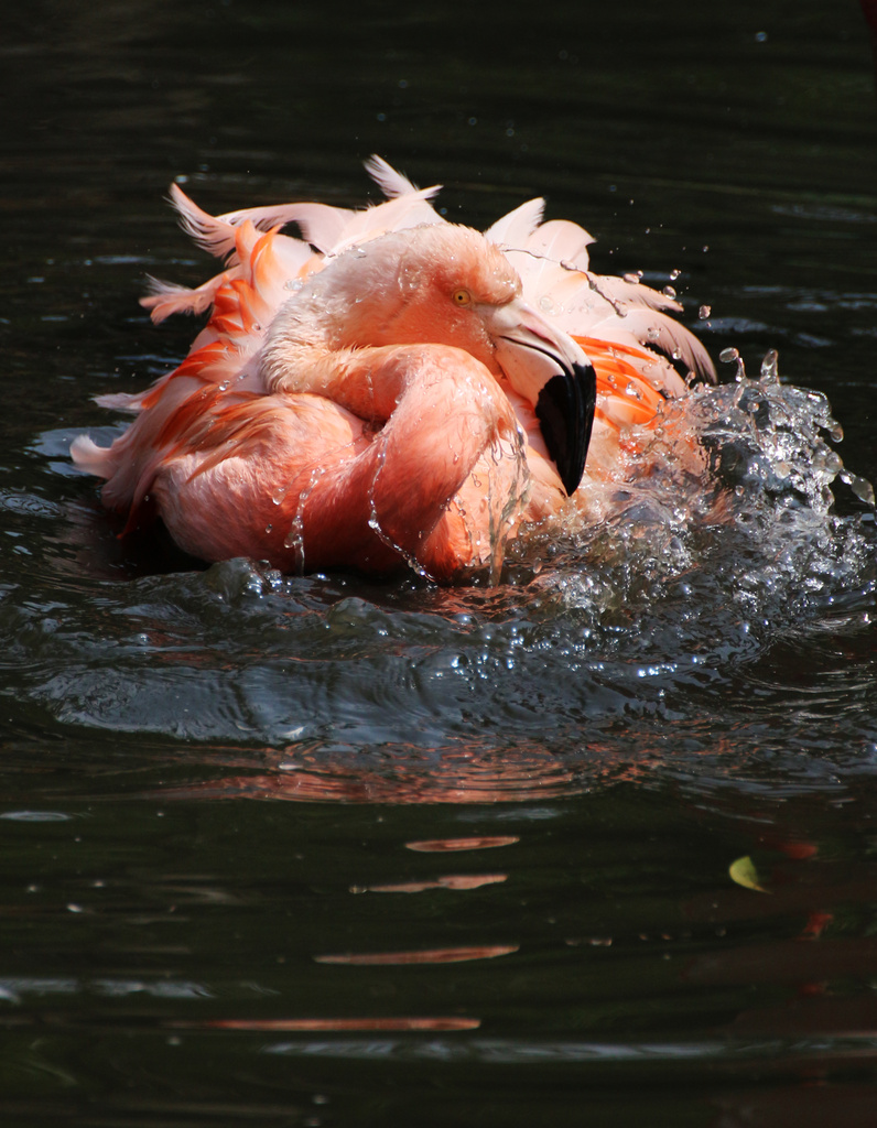 A Pink Flamingo having a Bath by shepherdmanswife