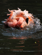 22nd Jul 2013 - A Pink Flamingo having a Bath