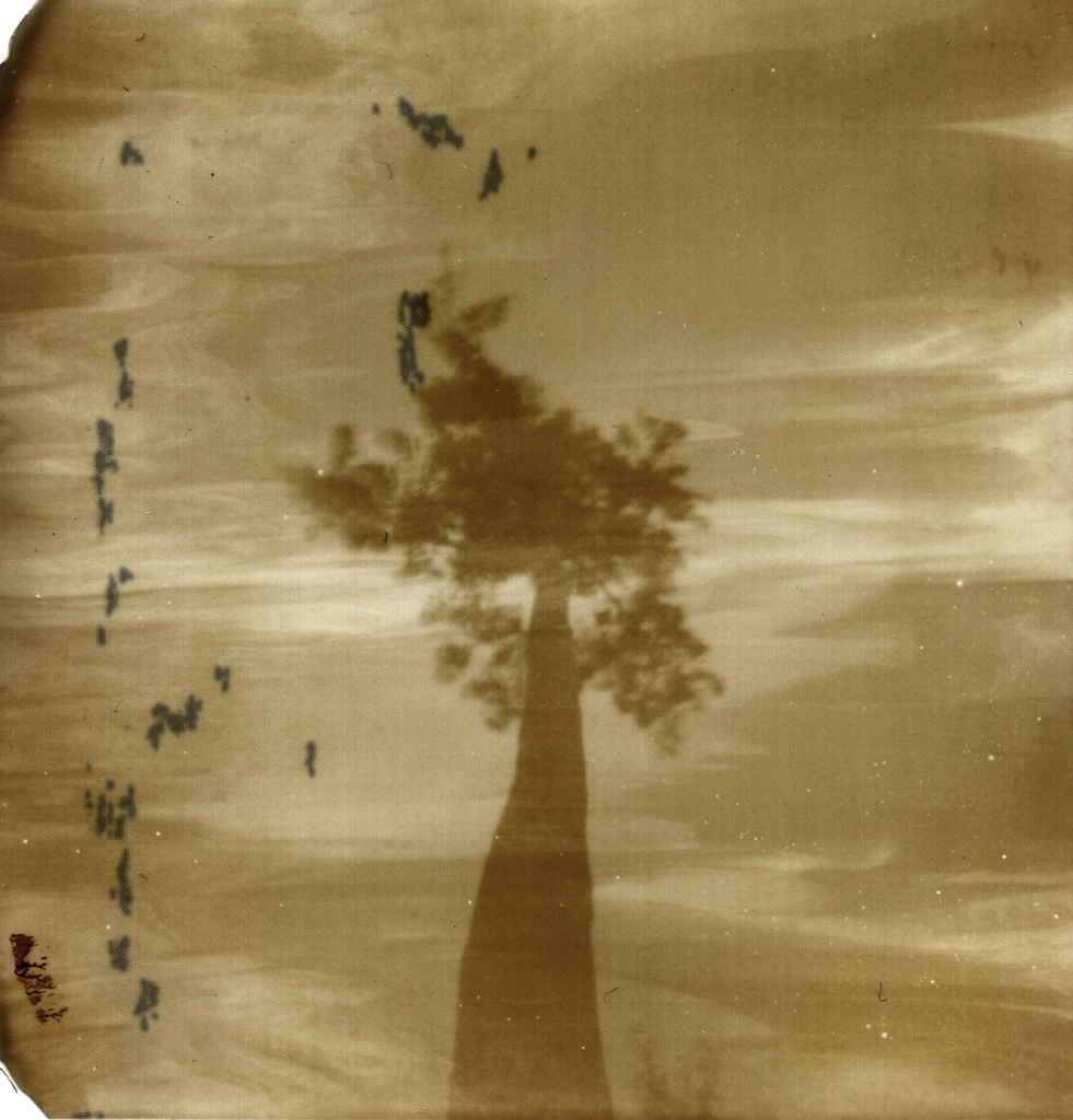 tree by ingrid2101