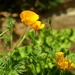 (Day 145) - Orange Buttercups by cjphoto
