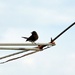 (Day 147) - Antenna Finch by cjphoto
