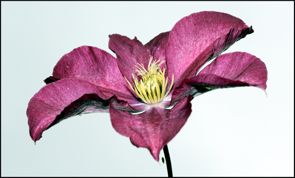 A Flashy Clematis  by phil_howcroft