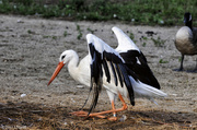 20th Jul 2013 - White Stork