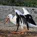 White Stork by lstasel