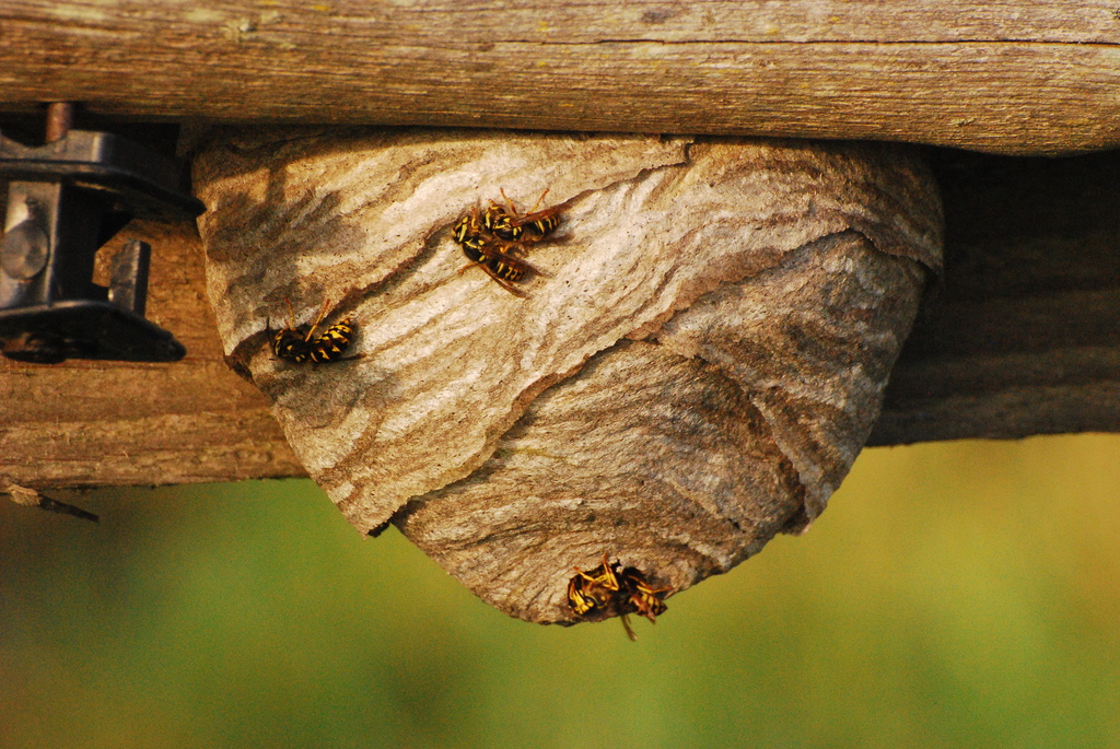 Wasp Nest  by farmreporter