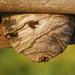 Wasp Nest  by farmreporter