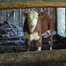 Calf Filler by farmreporter