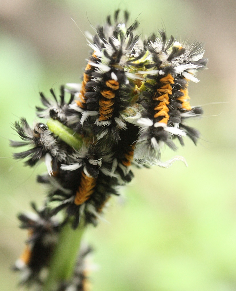 Tussock moth caterpillar party by mzzhope