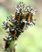 23rd Jul 2013 - Tussock moth caterpillar party