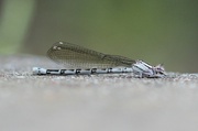 30th Apr 2013 - Dragonfly