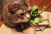 22nd Jul 2013 - Gray loves Kermit!