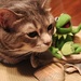 Gray loves Kermit! by edorreandresen