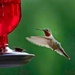 Hummingbird Dance by exposure4u