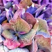 Giant Hydrangea  by cocobella