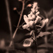 Foxglove by jocasta
