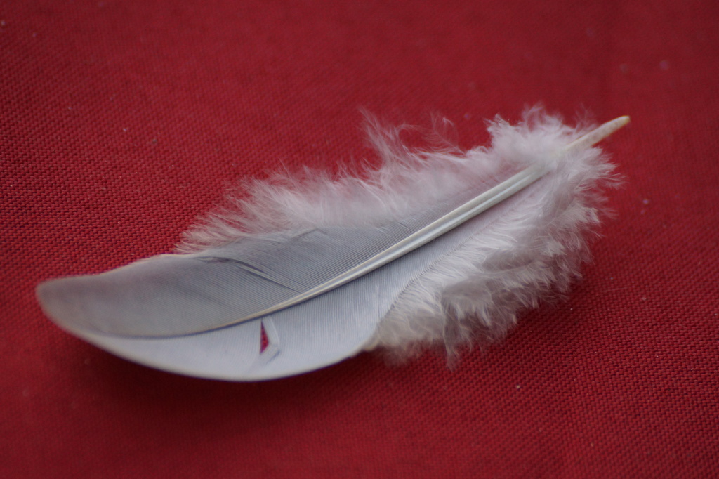 FEATHER by markp