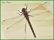 23rd Jul 2013 - The Beauty of the Dragonfly