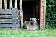 23rd Jul 2013 - A sheeps home is his castle.