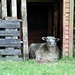A sheeps home is his castle. by happypat