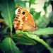 Wings of a butterfly by mattjcuk