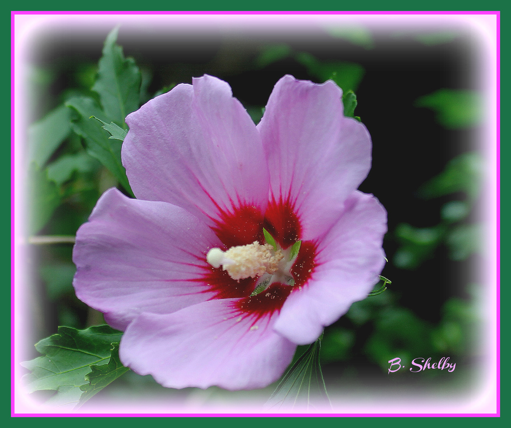 Pink Rose of Sharon by vernabeth