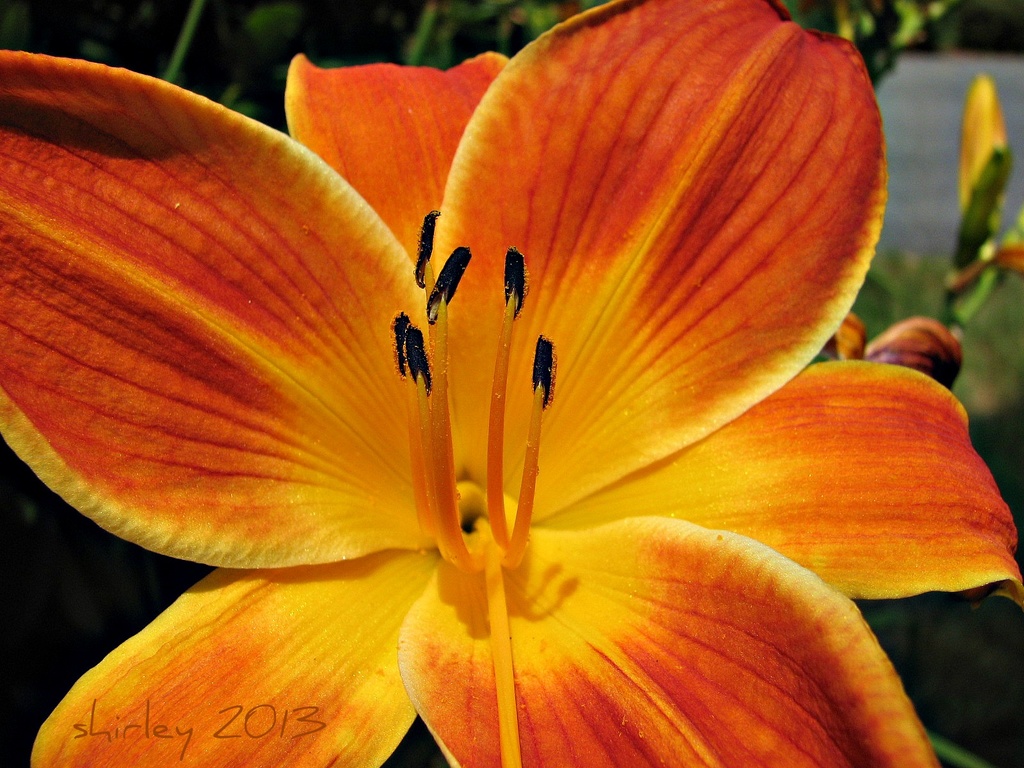 and another daylily by mjmaven