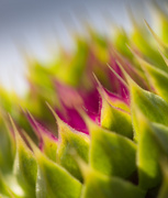 22nd Jul 2013 - Abstract thistle