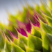 Abstract thistle by aecasey