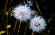 23rd Jul 2013 - Dandelion Siblings