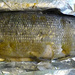Siika (whitefish) by kanelipulla